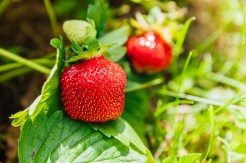 klettererdbeeren-anbinden