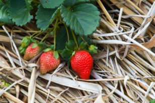 Sind Erdbeeren mehrjährig? Auf die Sorte kommt es an!