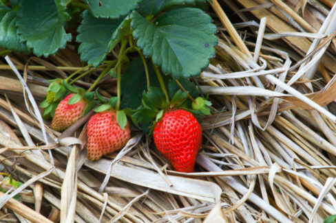 klettererdbeeren-ueberwintern