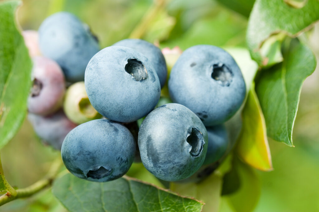 Erde für Heidelbeeren Welche ist am besten