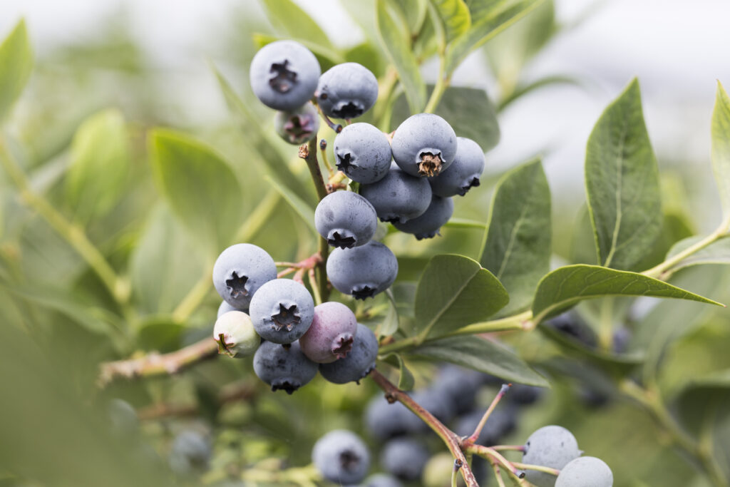 KULTURHEIDELBEEREN LANGUAGE visual data 5