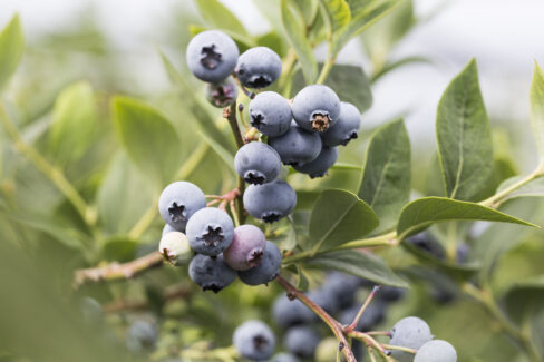 kulturheidelbeeren-schneiden