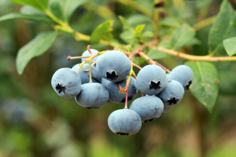 kulturheidelbeeren-vermehren