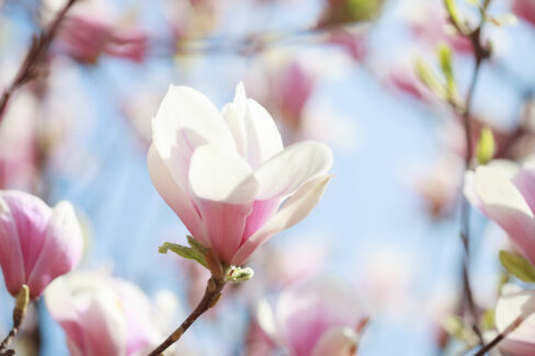 magnolie-flachwurzler