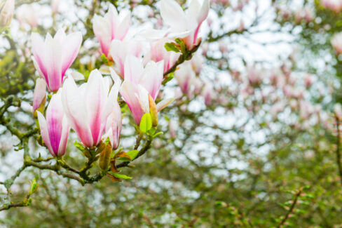 magnolie-selbst-zuechten