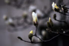 magnolie-winterfest