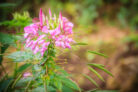 spinnenblume-ueberwintern