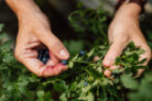 waldheidelbeeren-erntezeit