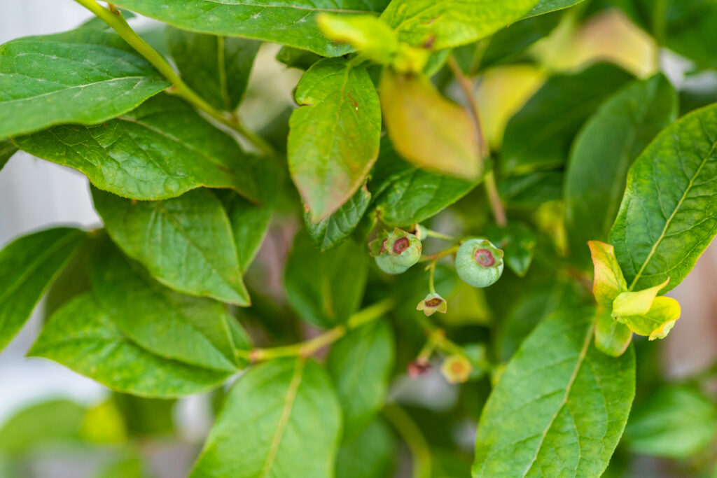 WaldheidelbeerenPflanzen Wann kann man sie kaufen?