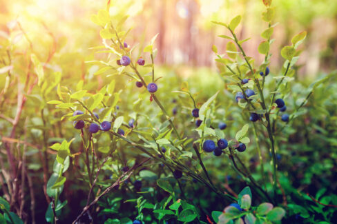 waldheidelbeeren-saison