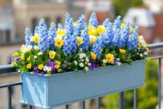Blumenkasten sicher befestigen » Tipps für Balkonpflanzen
