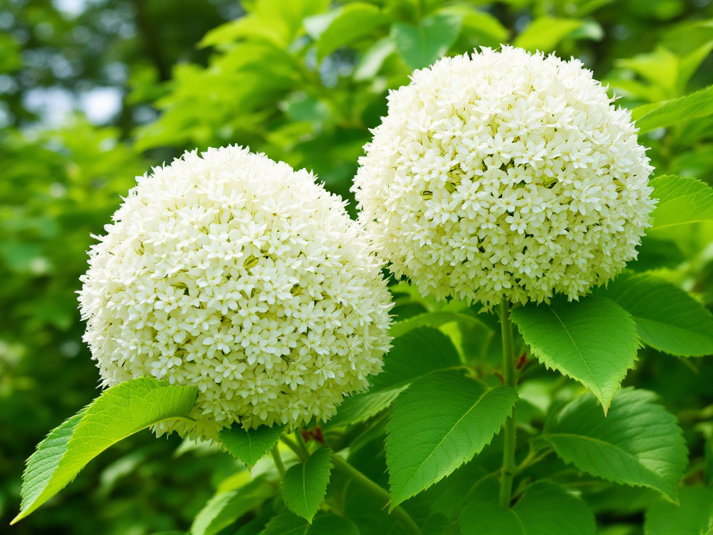 Japanischen Schneeball schneiden » Tipps für den Schnitt